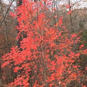 Meet your Posher, Camron